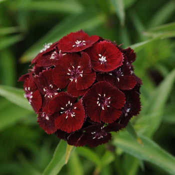 Sweet Black Cherry Hybrid Dianthus