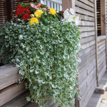 Dichondra, Silver Surfer™ 