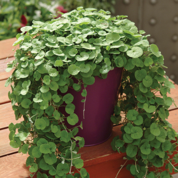 Dichondra, Falls Emerald 