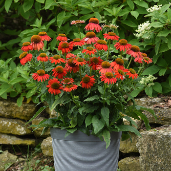 Echinacea, Artisan Red Ombre
