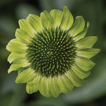 Prairie Blaze Green Echinacea