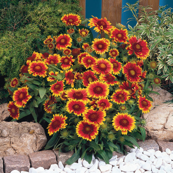 Gaillardia, Arizona Sun 