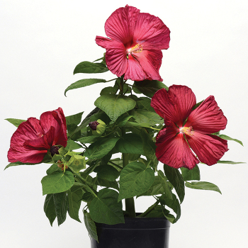 Hibiscus, Luna Red 