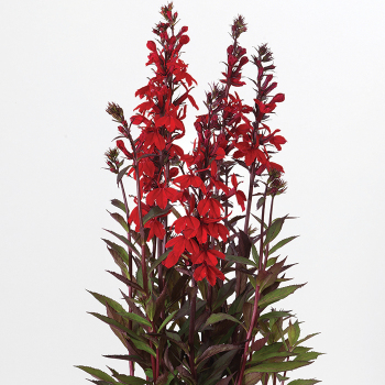 Scarlet Bronze Leaf Starship Hybrid Lobelia