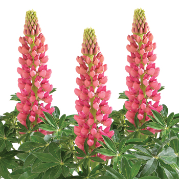 Lupini Red Shades Lupine