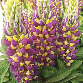 Lupine, Gallery® BicolorYellow and Blue
