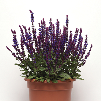 Salvia, Salvatore Blue 