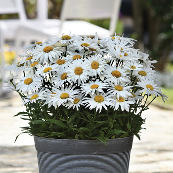 Shasta Daisy, Madonna Hybrid 