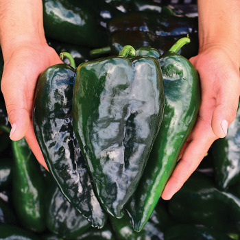 Pepper, Hot, Obsidiana Hybrid