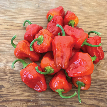 Pepper, Hot, Scotch Bonnet Red