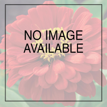 10 Inch Hanging Basket With Plastic Hanger