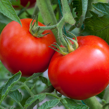 Tomato, Divinity Hybrid