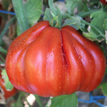 Tomato, Palpatation Hybrid