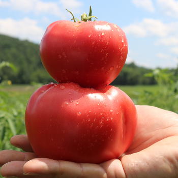 Tomato, Pink Gal Hybrid
