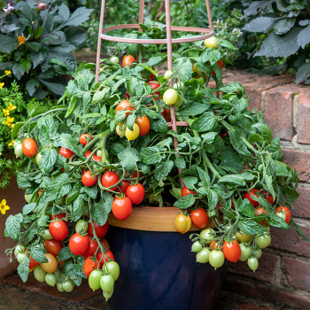 Tomato, Summer Dew Cherry Hybrid
