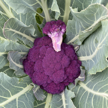 Cauliflower, Hipster Hybrid