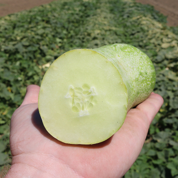 Cucumber, Yellow Submarine Hybrid