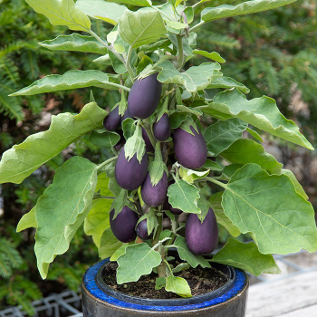 Eggplant, Baby Jack Hybrid