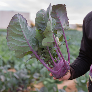 Kohlrabi, Konstance Hybrid