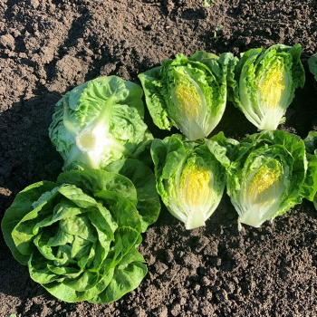 Lettuce, Romaine, Buteos