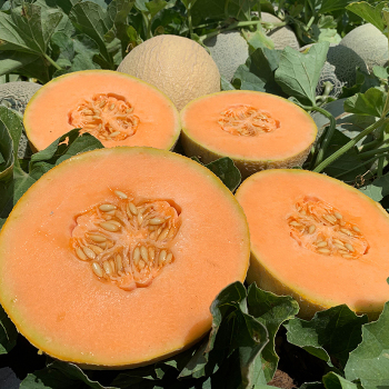 Melon, Damaris Hybrid