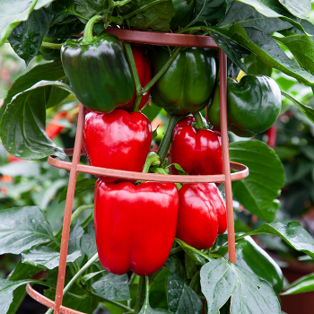 Pepper, Sweet, Big Ben Hybrid