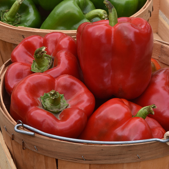 Pepper, Sweet, KickStart™ Hybrid