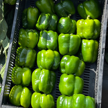 Pepper, Sweet, Turbo S10® Hybrid