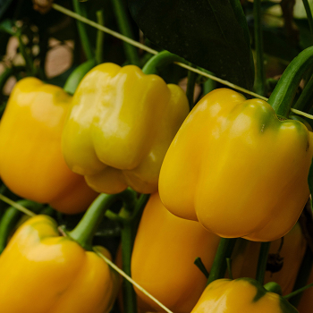 Pepper, Sweet, Tapioca Hybrid