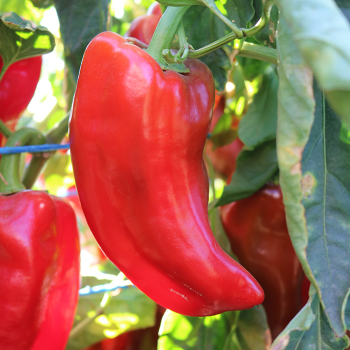 Pepper, Sweet, Kaptur Hybrid