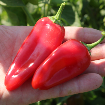 Pepper, Sweet, Pick-N-Pop Red Hybrid