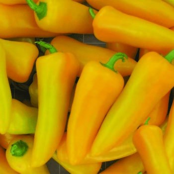 Pepper, Sweet, Pick-N-Pop Yellow Hybrid