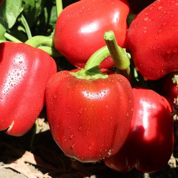 Pepper, Sweet, Heartbeat Pimento Hybrid