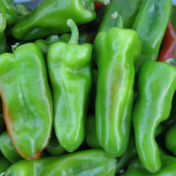 Pepper, Sweet, Havana Slamma Hybrid Cubanelle