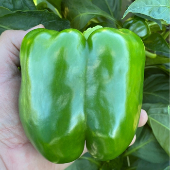 Pepper, Sweet, Big Stack S10® Hybrid