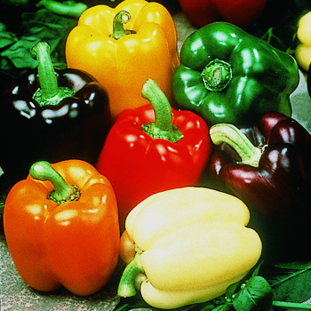Pepper, Sweet, Gourmet Rainbow Blend