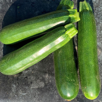 Squash, Summer, Fortress Zucchini Hybrid