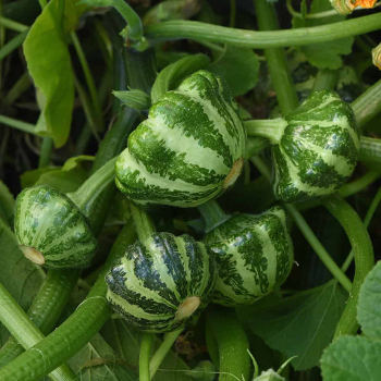 Squash, Summer, Green Lightning™ Hybrid