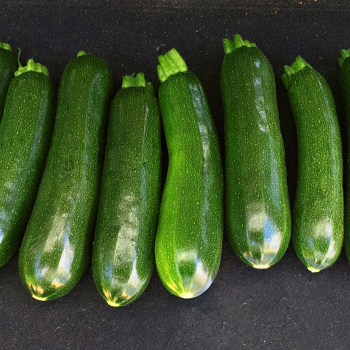 Zucchini, Triumph Hybrid