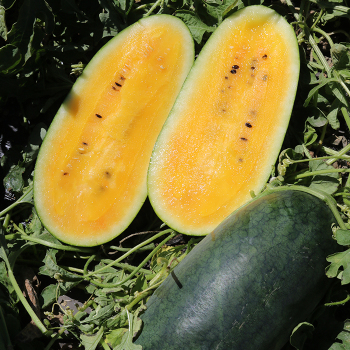 Watermelon, Yellow Gold 48 Hybrid