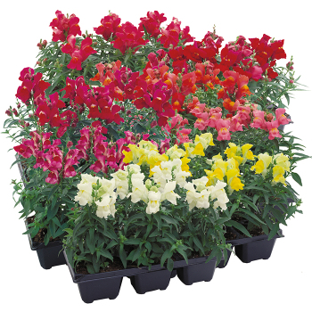 Snapdragon, Floral Showers Mix Hybrid