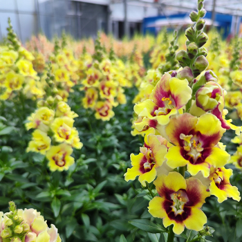Snapdragon, DoubleShot™ Yellow Red Heart Hybrid