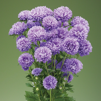 Aster, Optimo Alpha™ Light Blue