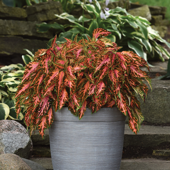Coleus, Premium Sun Coral Candy 