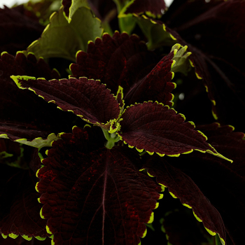 Coleus, Mezmerize™ Chocolate Lime Edge