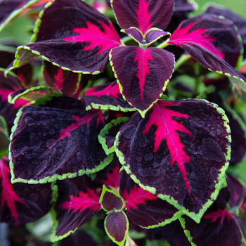 Coleus, Mezmerize™ Chocolate Rose