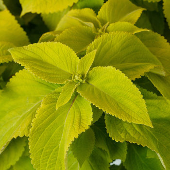 Coleus, Mezmerize™ Lime Green