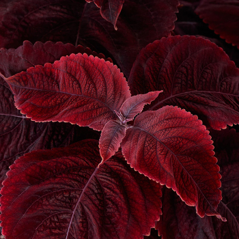 Coleus, Mezmerize™ Rusty Red
