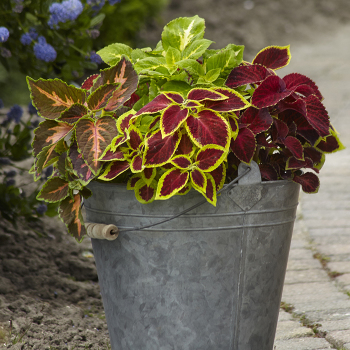 Coleus, Wizard® Mix 