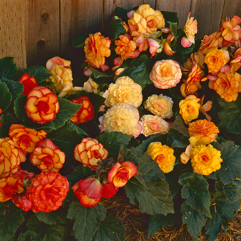 Begonia, On Top® Sunset Shades Hybrid 